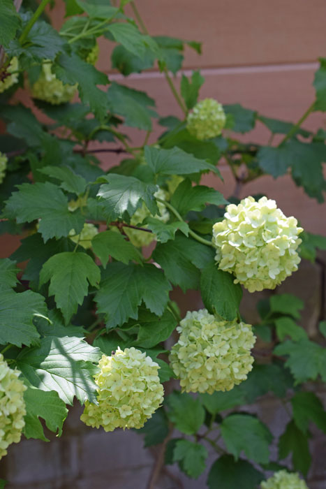 Viburnum opulus Roseum